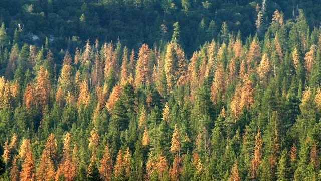 Trees killed by invasive beetle