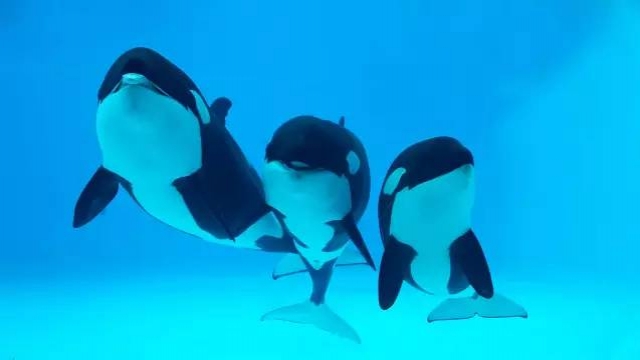 China Opens Orca Breeding Center