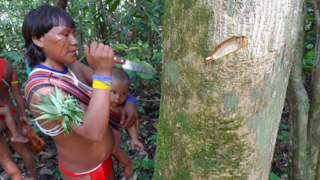 Indigenous Amazonian people carving a tree