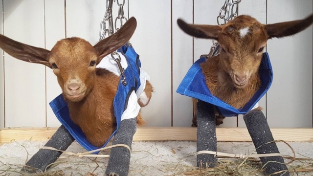 Two baby goats in rehabilitation