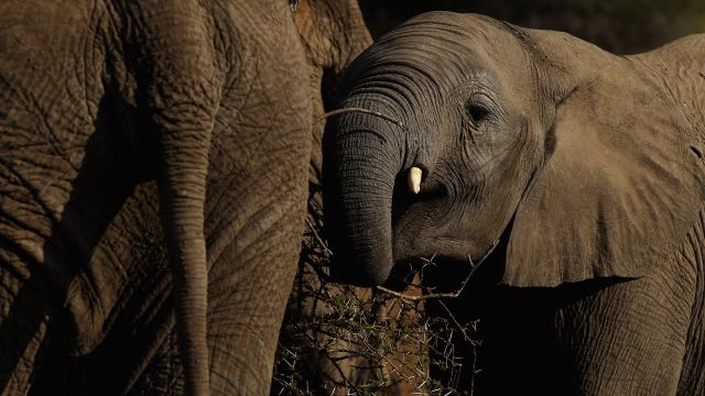 A young elephant eats branches