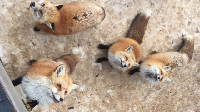 Four foxes