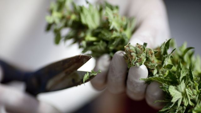 A worker trims cannabis at a growing facility in Israel