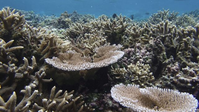 Corals in American Samoa