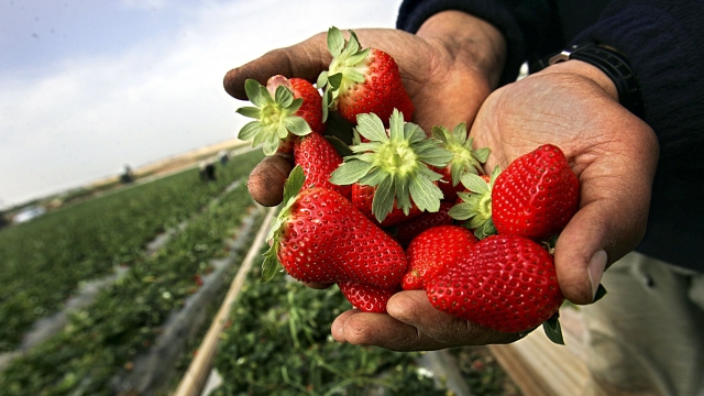 Farmers pick strawberries in their farm.