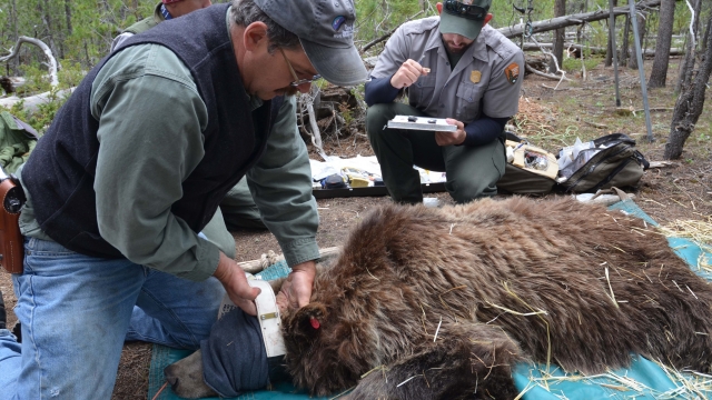 Fitting a bear with a tracking collar