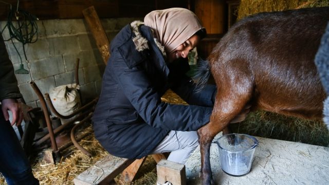 Noor Tagouri milks a goat on Anne Briggs' farm