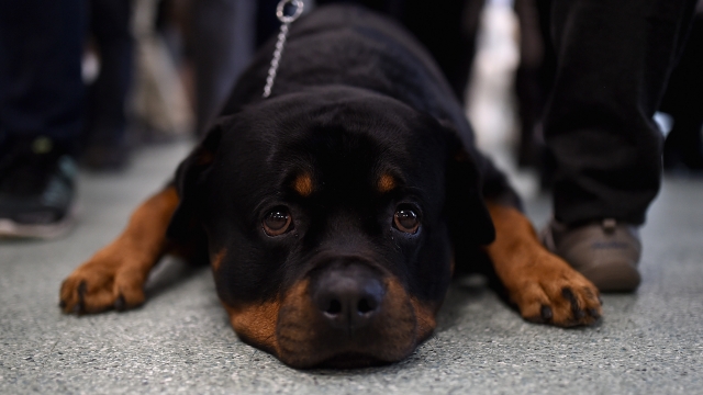 A Rottweiler puppy at an event for the American Kennel Club