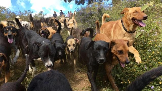 A shelter with over 900 dogs in Costa Rica