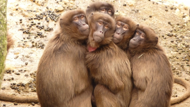 Baboons huddled in a group