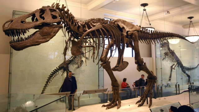 T. Rex skeleton