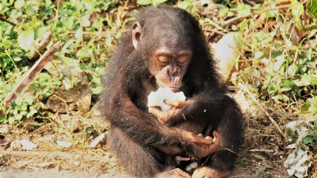 Chimpanzee eating fruit