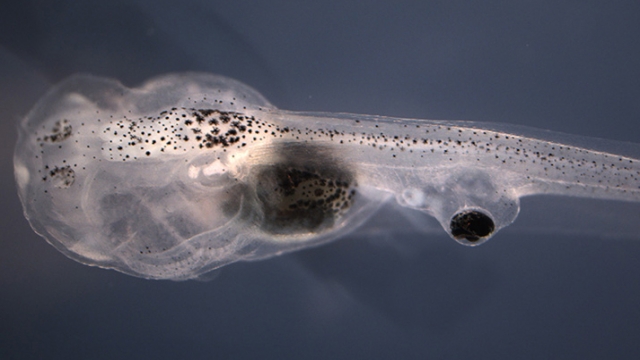 Tadpole with eye on its tail