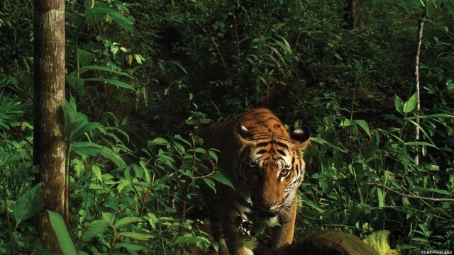 One of the tigers caught on camera in the Thai jungle