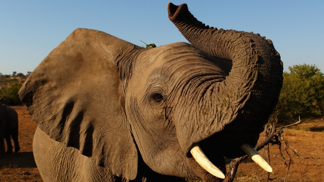 An elephant at the Mashatu game reserve.