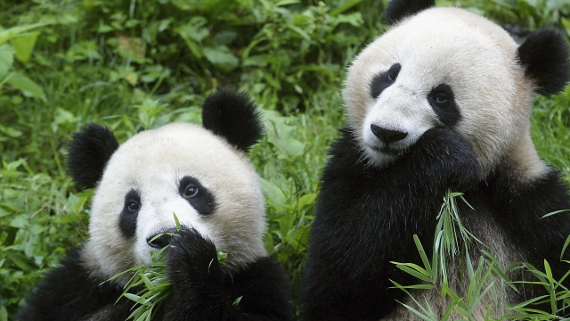 Two giant pandas eat bamboo.