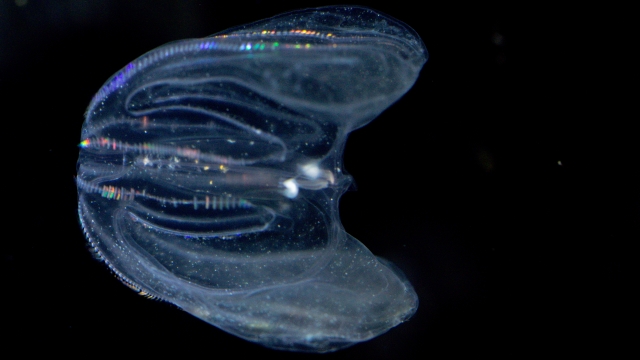 A Leidy's comb jelly