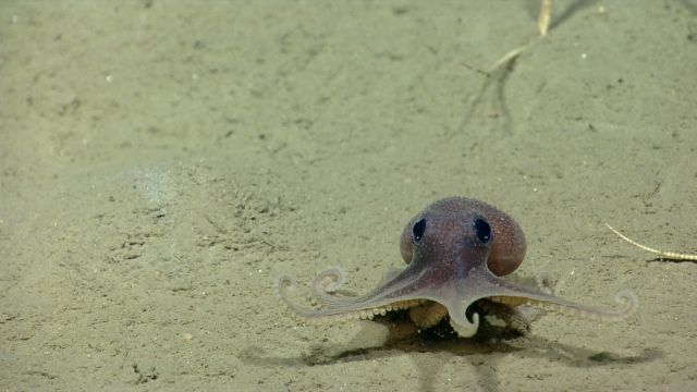 An octopus on the seafloor