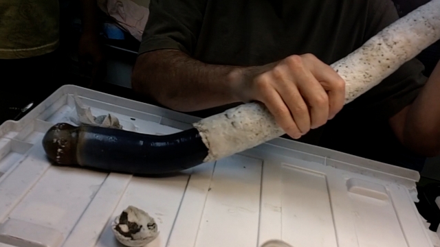 Giant shipworm removed from its shell