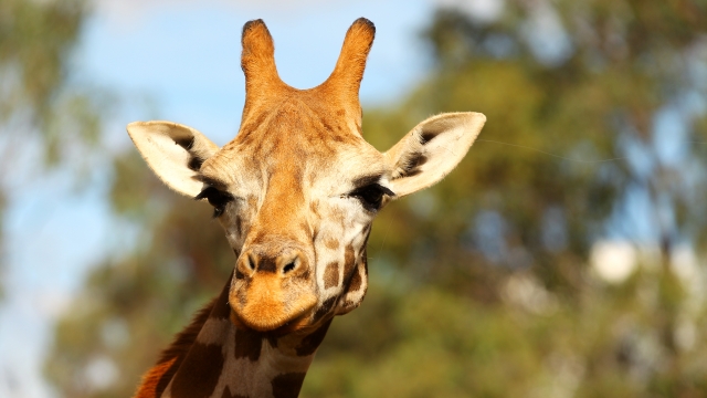 Young giraffe in Botswana