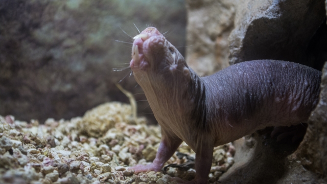 A naked mole rat