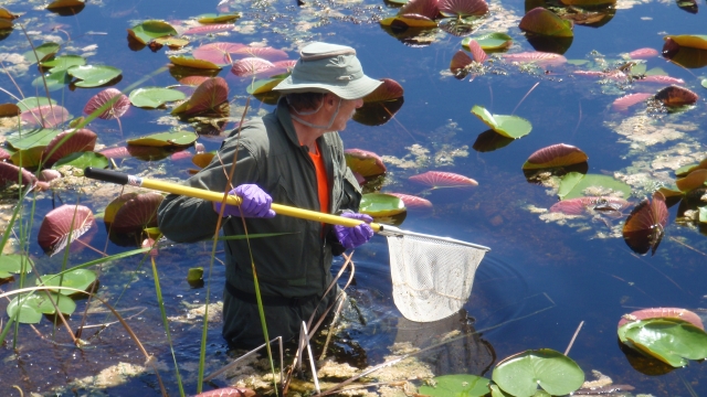 A worker catches fish in the Everglades