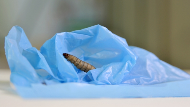 A wax worm eats a plastic bag.