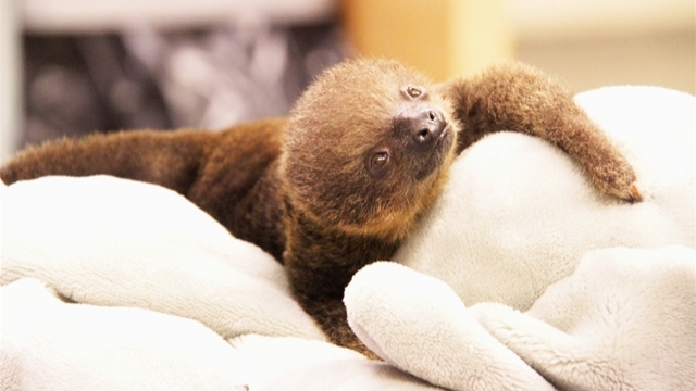 Lua, a two-toed sloth born at the Memphis Zoo.