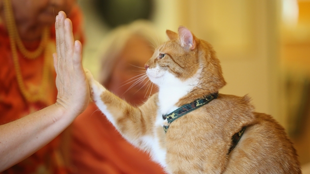 A cat high-fives a human