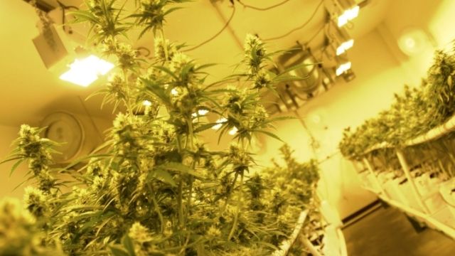 Medical marijuana plants being grown