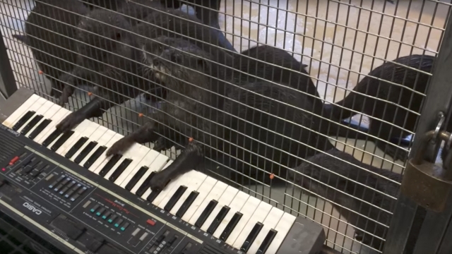 Otters play a pipe organ