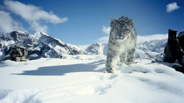 A wild snow leopard in India