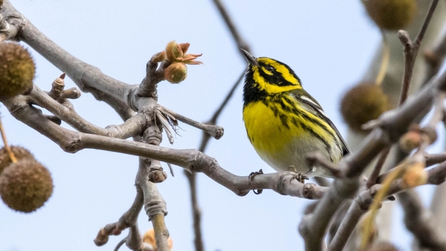 Townsend's warbler sitting in a tree
