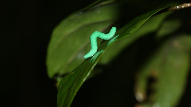Fake caterpillar on a leaf