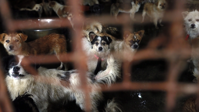 Authorities have banned the sale of dog meat at China's annual dog meat festival in Yulin.