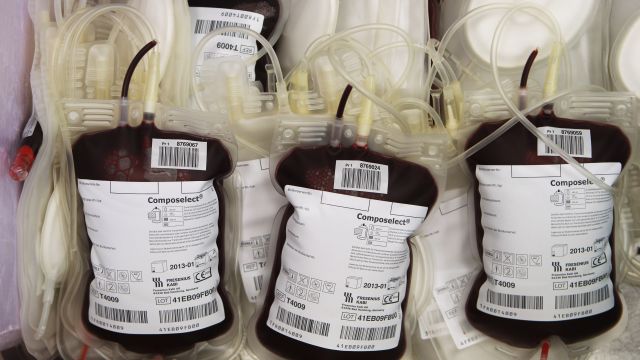 Bags of donated blood