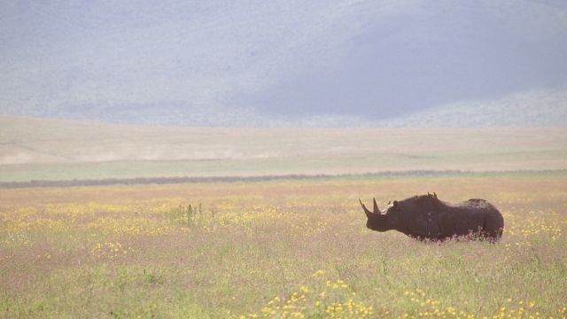 Eastern black rhinoceros grazing in field