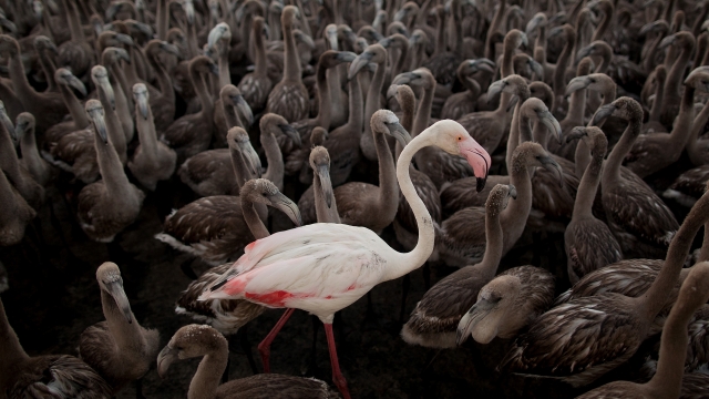 An adult flamingo standing amongst chicks