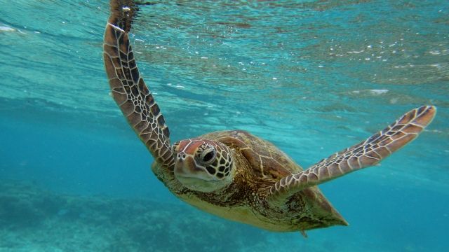 Green sea turtle swims