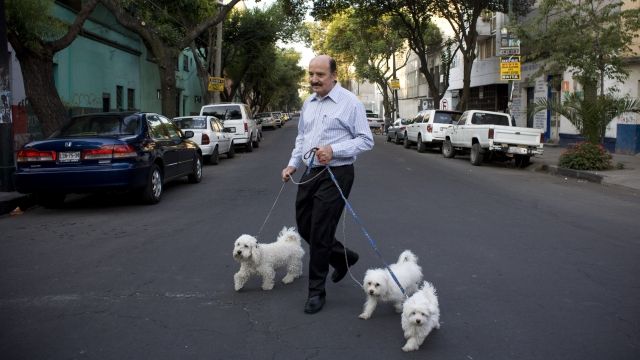 A man walks dogs through the street