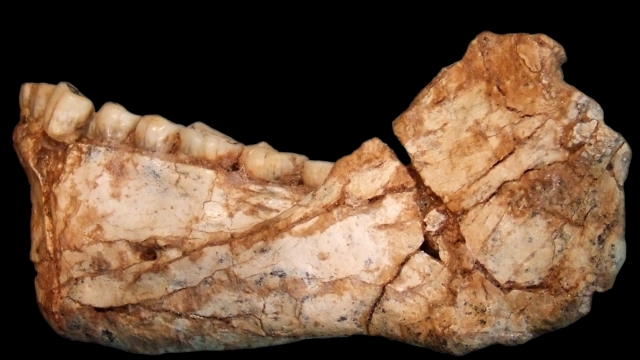 Excavated fossil of Homo sapien's teeth and jaw
