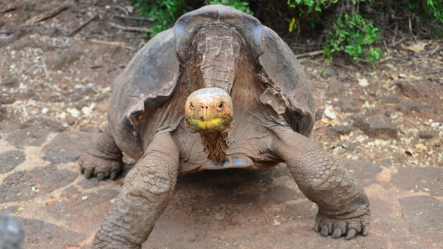 A Galápagos tortoise faces the camera.