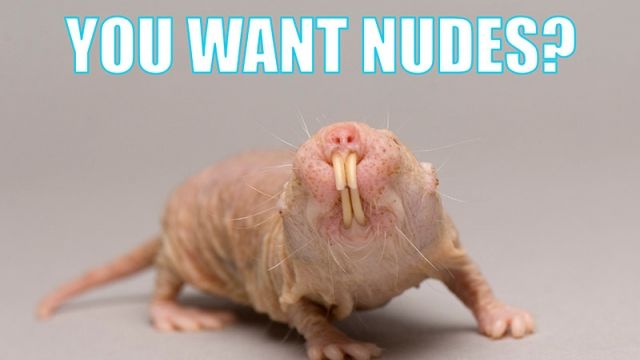 A naked mole rat picture a part of an anti-sextortion campaign