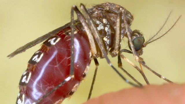 A mosquito feeds on blood
