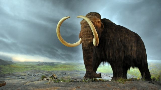 A model of a woolly mammoth is displayed in the Royal BC Museum in Victoria, Canada