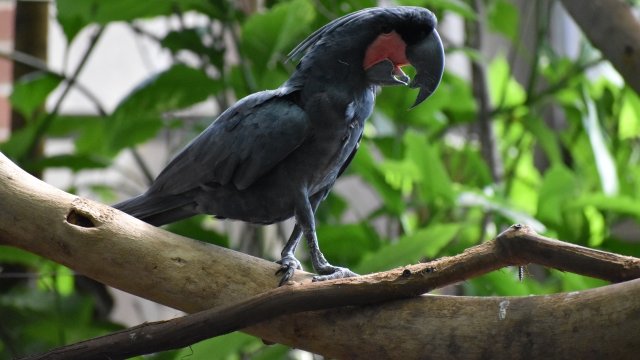 A black palm cockatoo perches on a branch