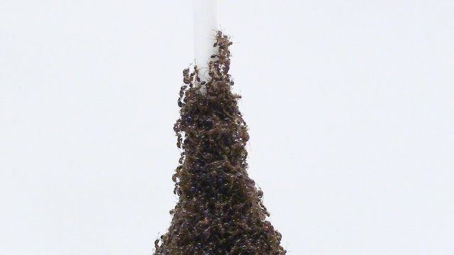 A tower of fire ants