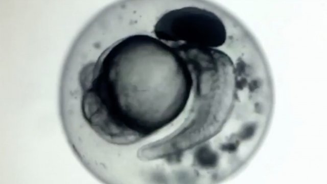 Zebra fish embryo under the microscope