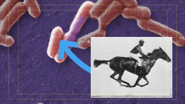 E. coli bacteria and a still frame of a horse galloping