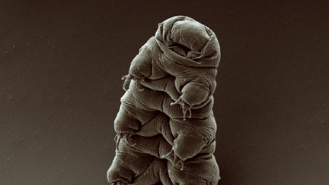 Close-up of tardigrade under a microscope